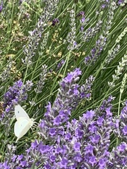 Pieris rapae rapae