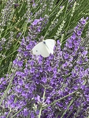 Pieris rapae rapae