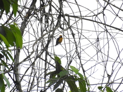 Euphonia saturata
