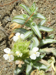 Castilleja rubicundula rubicundula