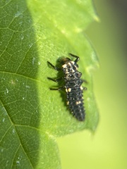 Adalia bipunctata
