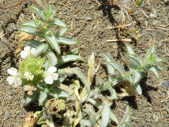 Castilleja rubicundula rubicundula