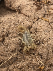 Paruroctonus borregoensis