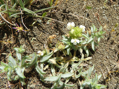 Castilleja rubicundula rubicundula