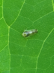Pediopsoides distinctus