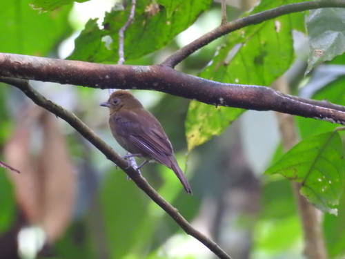 Northern Schiffornis (Schiffornis veraepacis), photo 3