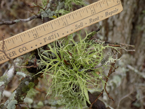 Ramalina stenospora image