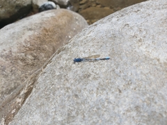 Argia concinna