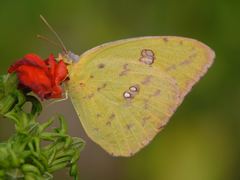 Phoebis philea