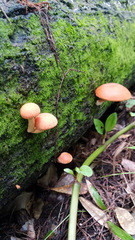Gymnopilus liquiritiae
