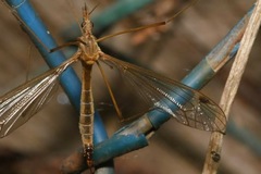 Tipula pannonia