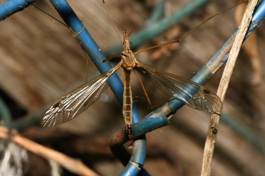 Tipula pannonia