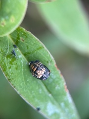 Adalia bipunctata