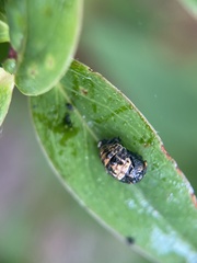 Adalia bipunctata