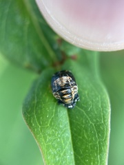 Adalia bipunctata