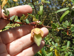 Fremontodendron californicum napense