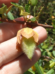 Fremontodendron californicum napense