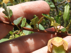 Fremontodendron californicum napense