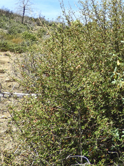 Fremontodendron californicum napense