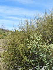 Fremontodendron californicum napense