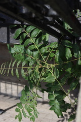 Ailanthus altissima