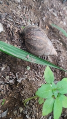 Lissachatina fulica