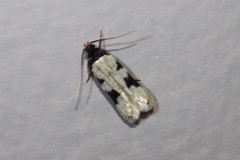 Taygete decemmaculella