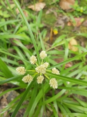 Cyperus luzulae
