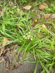Cyperus luzulae
