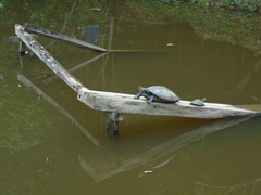 Podocnemis