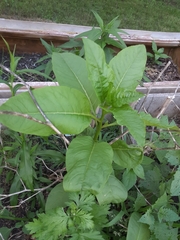 Phytolacca americana