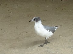 Leucophaeus pipixcan