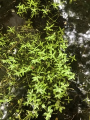 Callitriche heterophylla
