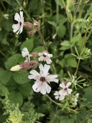 Microbotryum lychnidis-dioicae