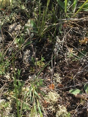 Draba yukonensis