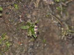 Micropterix aureatella