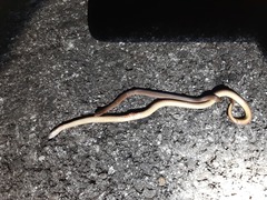 Virginia valeriae elegans