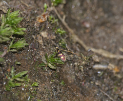 Micropterix aureatella