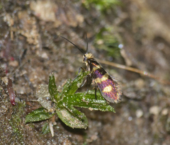 Micropterix aureatella