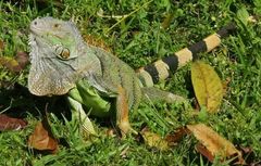 Iguana iguana