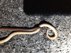 Virginia valeriae elegans