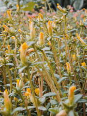 Magnoliopsida