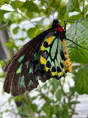 Ornithoptera