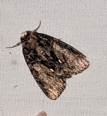 Chytonix palliatricula