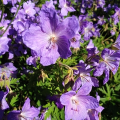 Geranium pratense