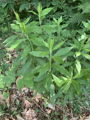 Solidago canadensis canadensis