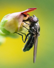 Cheilosia variabilis