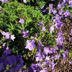 Geranium pratense