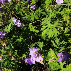 Geranium pratense