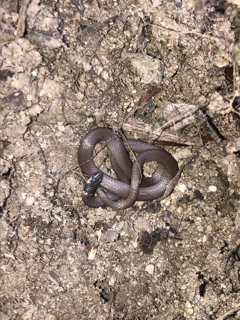 Yaqui Black-headed Snake from Santiago Ixcuintla, NAY, MX on June 15 ...